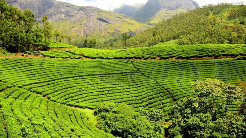 Indie Plantation Aa Bababudangiri 1kg
