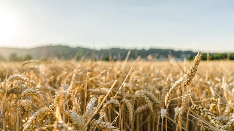 Kasza Bulgur Pszenna Pszenica Durum 1KG