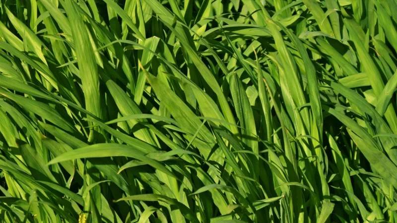 Kasza jaglana 1000g PromienieSlonca