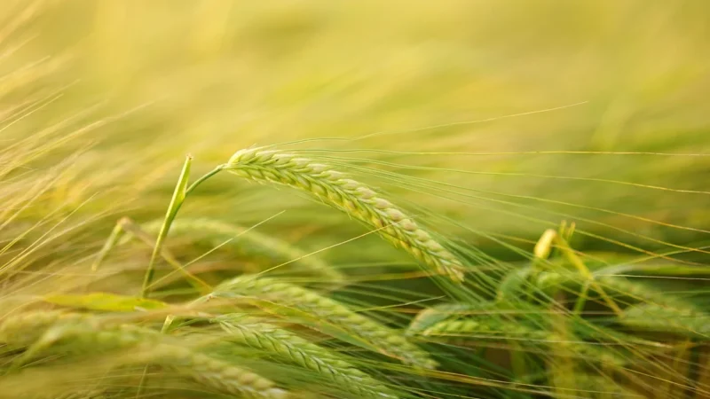 Kasza jęczmienna Pęczak 1kg Bez Dodatków