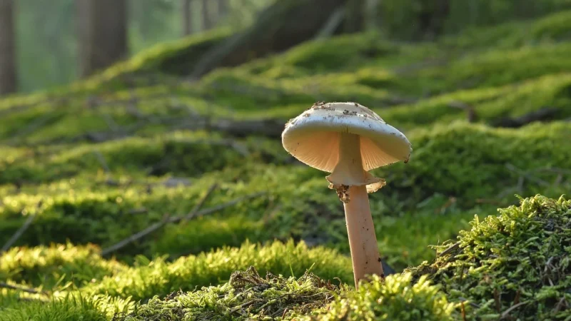 Kasza Kuskus perłowa 1kg Perłowy 100% Naturalna