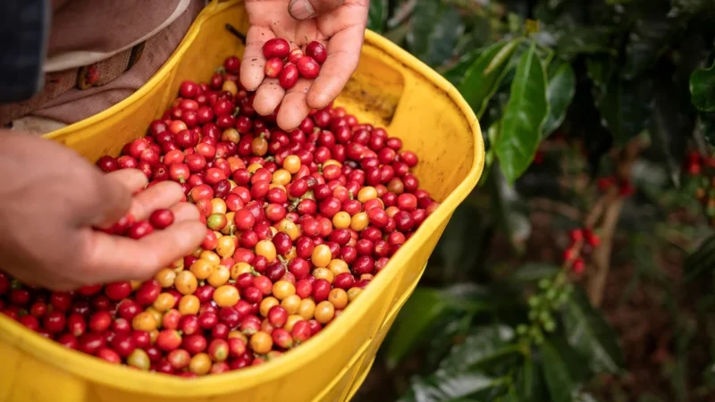 Kawa Cafes Guilis Ziarnista 100% Arabica Nikaragua