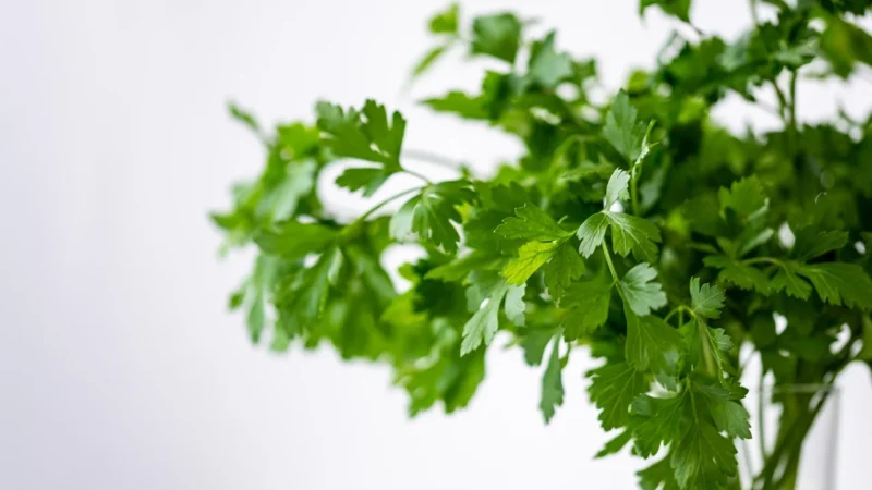 Kolendra Mielona 1kg Świeża Aromatyczna Foods