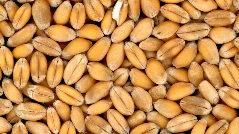 KUSKUS RAZOWY BIO 1 kg – BIO PLANET
