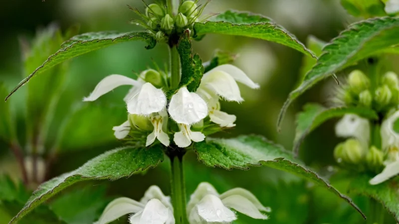 Kwiat jasnoty 1kg