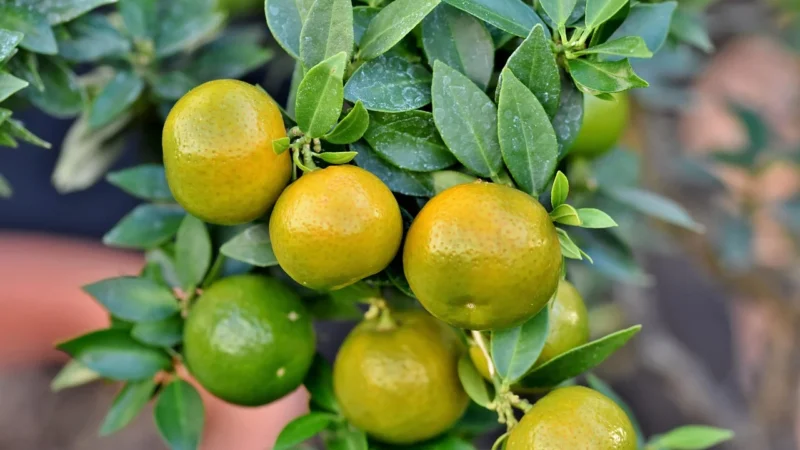 Lumarko Kombucha Koktajlowa Mojito Miętowa O Smaku Grejpfruta 330 ML !
