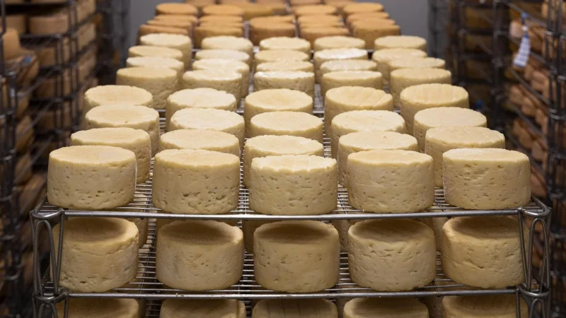 Lumarko Ser Żółty Dojrzewający Z Cebulą I Pokrzywą (50% Tłuszczu W Suchej Masie) Bio 4,5 Kg