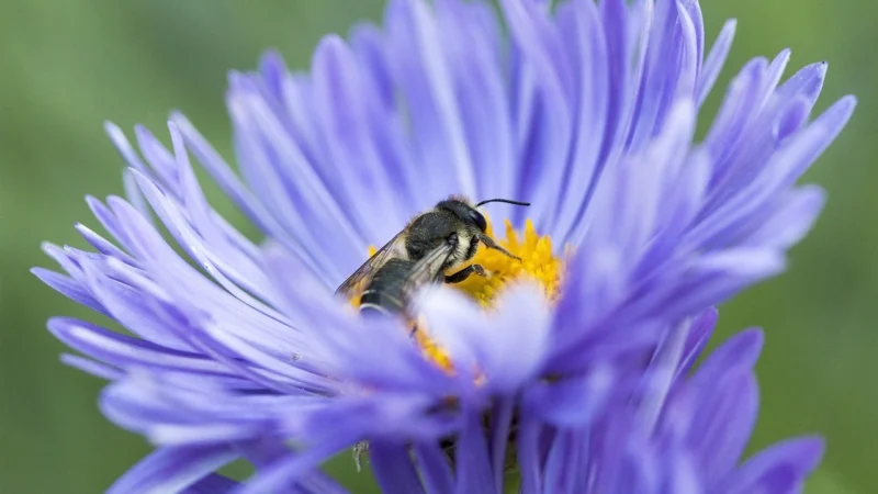Malinowy Bartnik – Naturalne Zdrowie Miód Nektarowy Z Roślin Leśnych – Borówka, Lipa, Głóg
