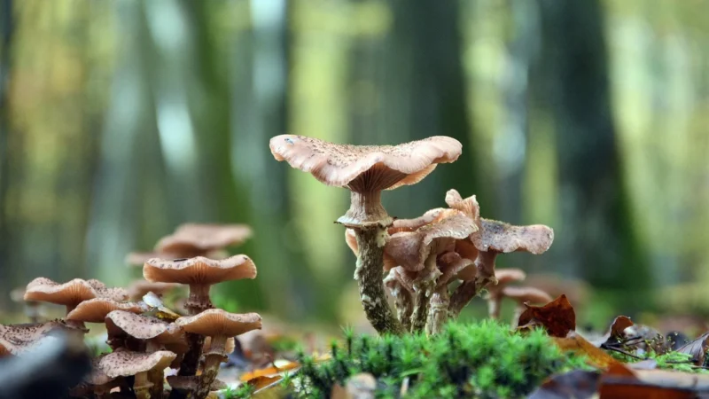 Malinowy Bartnik – Naturalne Zdrowie Miód Spadź Iglasta 1000g – 100% Naturalny, Certyfikat Jakości