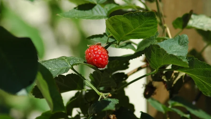 Malinowy Bartnik – Naturalne Zdrowie Miód Wrzosowy – 100% Prawdziwy, Gęsty – Naturalny Miód