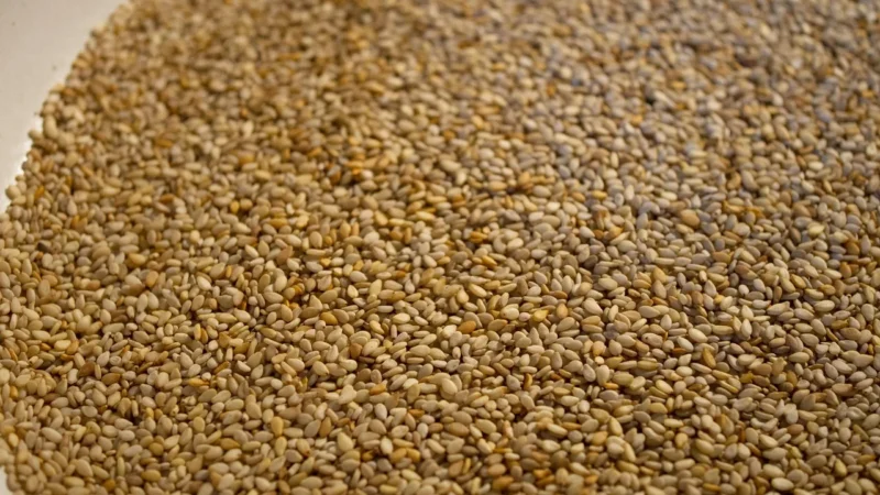 Maroko Produkt Olej Spożywczy Z Czarnuszki Siewnej Z Certyfikatem Ecocert Bio 500ml – Efas Maroko