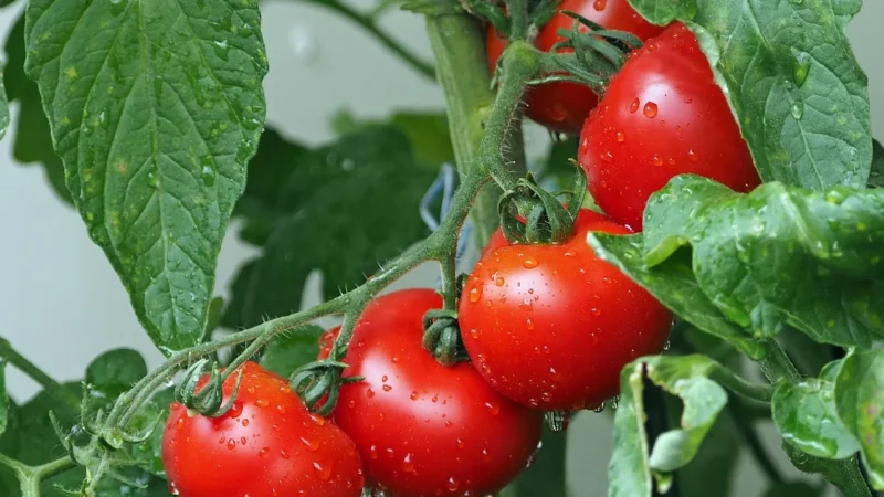 MENU’ Polpa Vera Fine rozdrobniona pulpa pomidorowa Torba Vacum 10kg