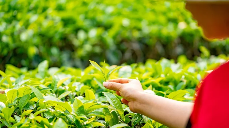 Milk oolong premium (Pakowanie ozdobne, Torebka transparentna 100g)