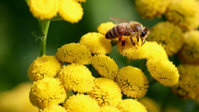 Miód i pyłek pszczeli – Nie zawiera glutenu