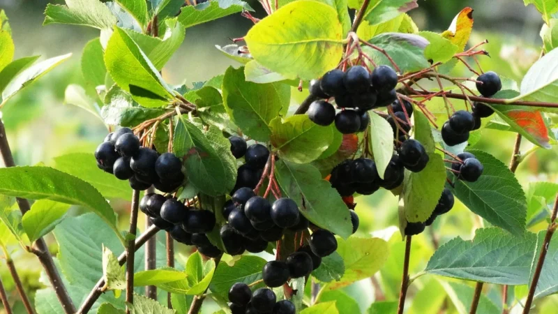 Miody Polskie Miód & Aronia 40g