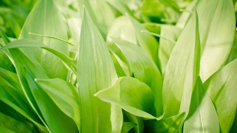 Mix Brands Big Nature Przyprawa Czosnek Niedźwiedzi, 100g