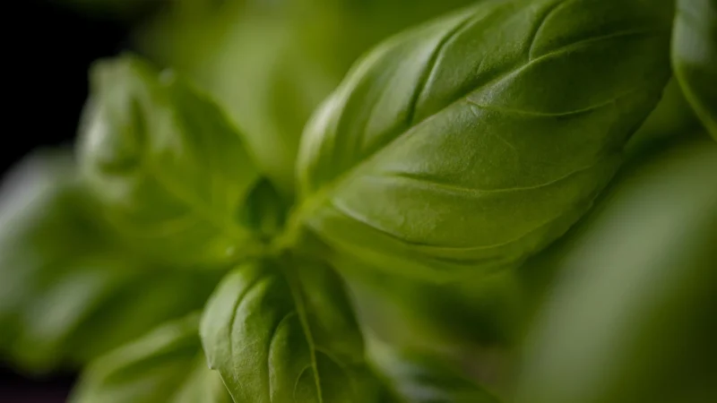 Monini Sos Pesto Rucola 190g