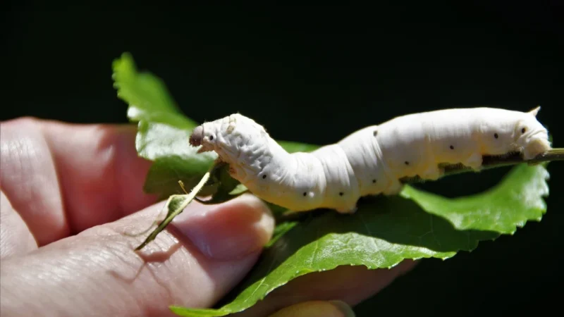 Morwa Suszona Biała 500g Morwy