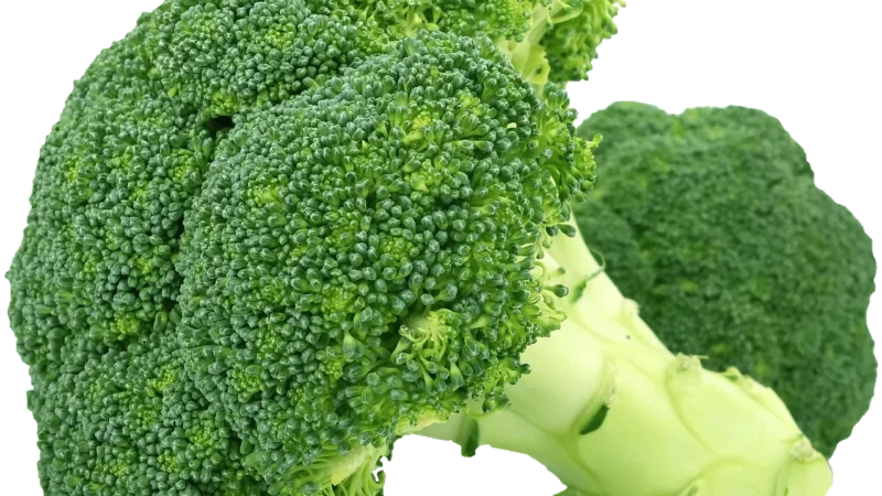 NASIONA BROKUŁU BIO NA KIEŁKI 30 g – DARY NATURY