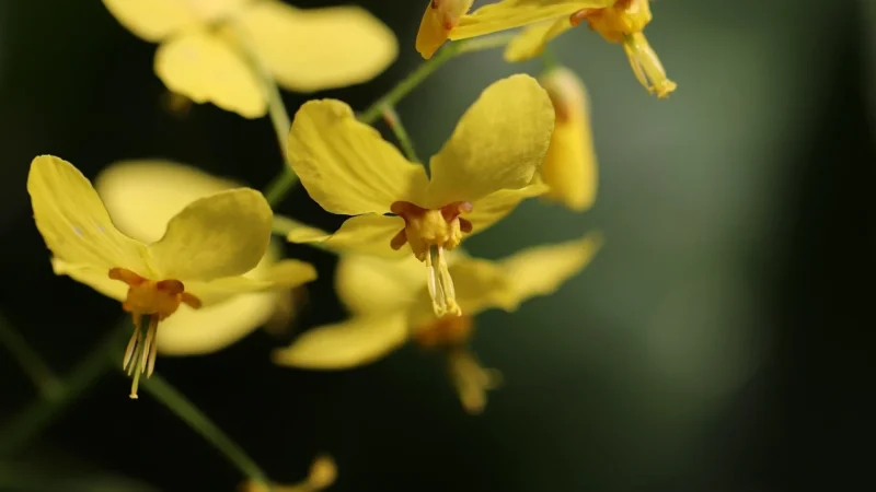 Natura Wita Berberys Suszony Owoc 100G