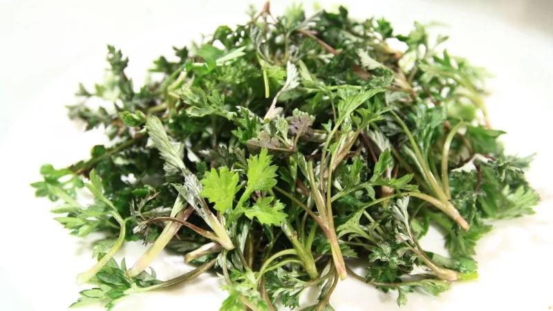 Natura Wita Bylica Pospolita Ziele 50g