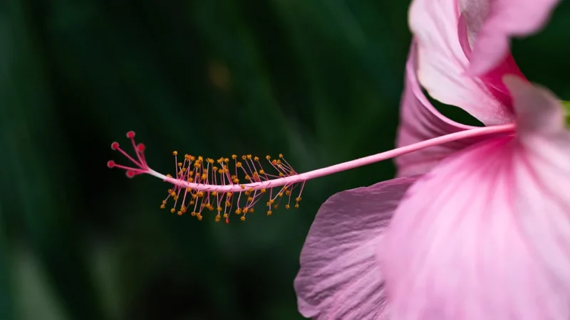 Natura Wita HIBISKUS herbatka ziołowa 100g