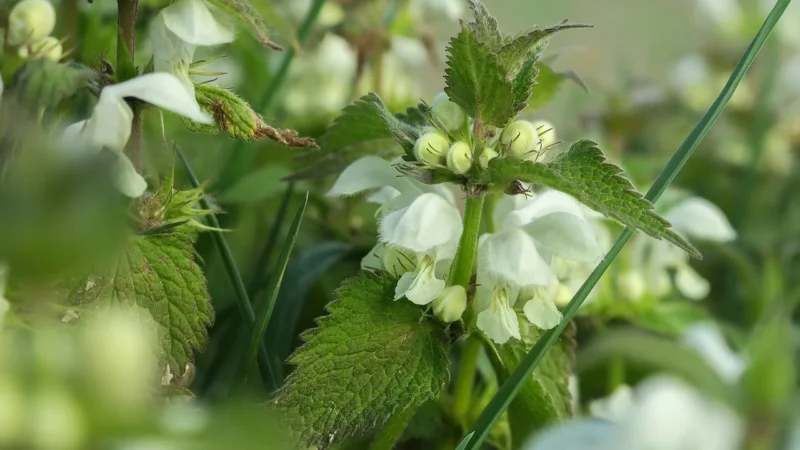 Natura Wita Jasnota Biała Kwiat 25 g
