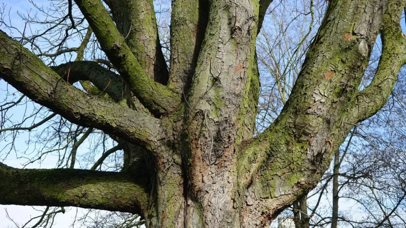 Natura Wita Kasztanowiec kora 100g