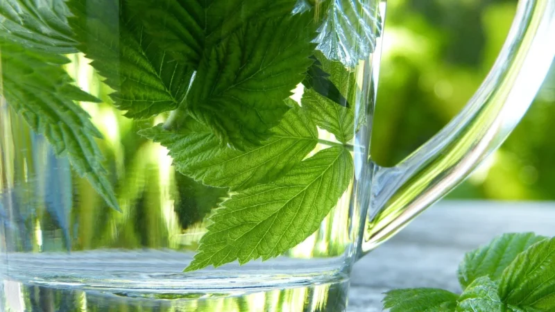 Natura Wita Liść i pęd maliny 25g