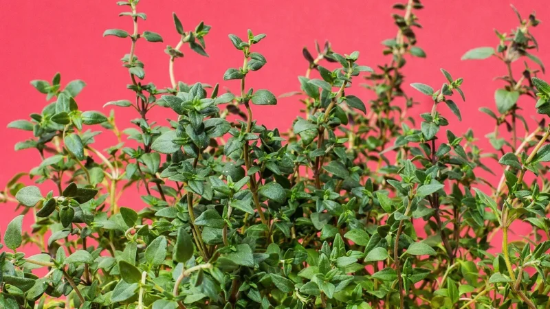 Natura Wita Macierzanka piaskowa ziele 50g