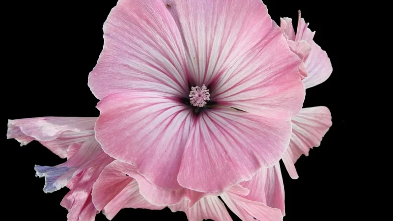 Natura Wita Malwa Czarna Kwiat 50g