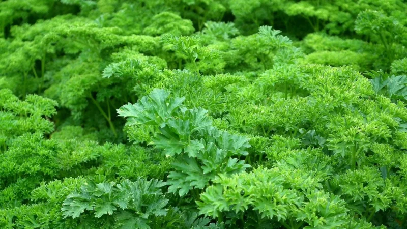Natura Wita Mielona nać pietruszki z jarmużem 250g