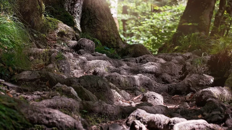 Natura-Wita Różeniec górski Korzeń Mielony 50g