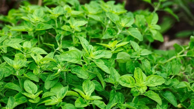 Natura Wita Zioła Uspokajające Z Makiem 100G