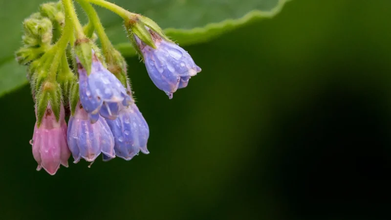 Natura Wita Żywokost Korzeń Mielony 50G