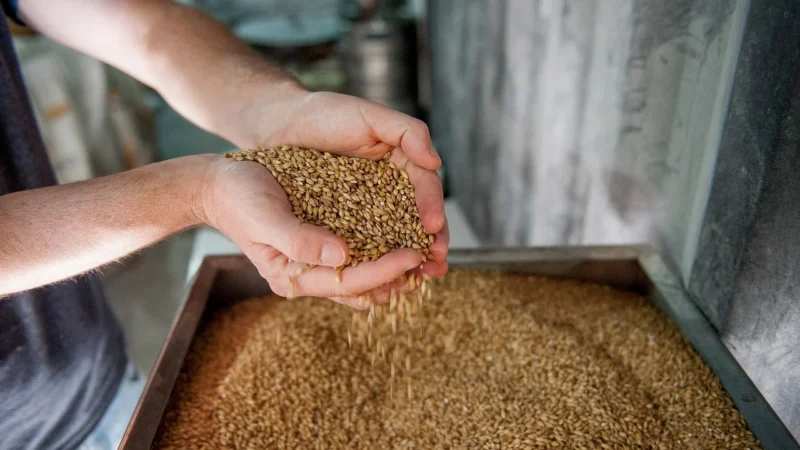 Naturalnie Zdrowe SŁÓD DO WYPIEKU JĘCZMIENNY NATURALNY 500G