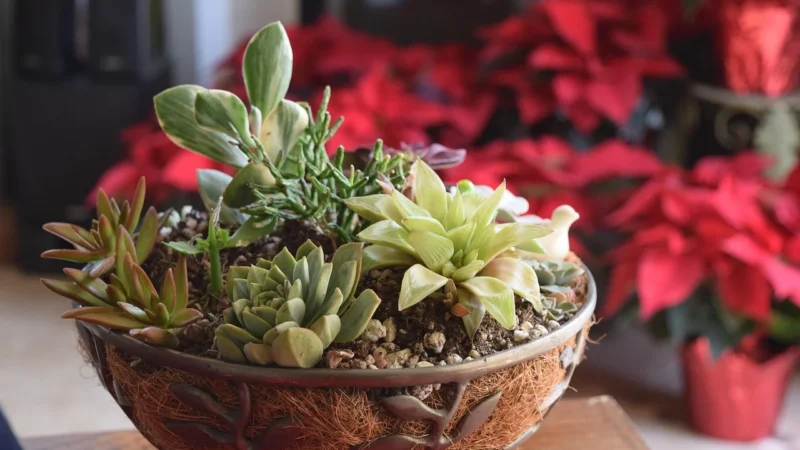 NatVita Babka jajowata Psyllium (łuski) 500g