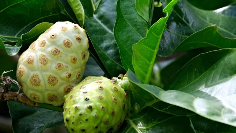 Noni owoc mielony 100 g