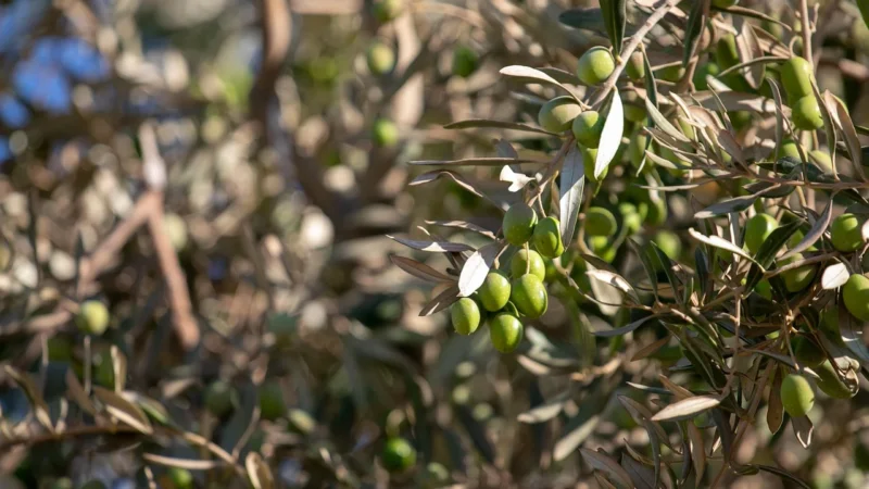 Oliwa z oliwek Extra Vergine 5l opakowanie gastro
