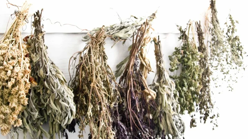 Oregano Suszone 500g Lebiodka Pospolita Liść 0,5kg