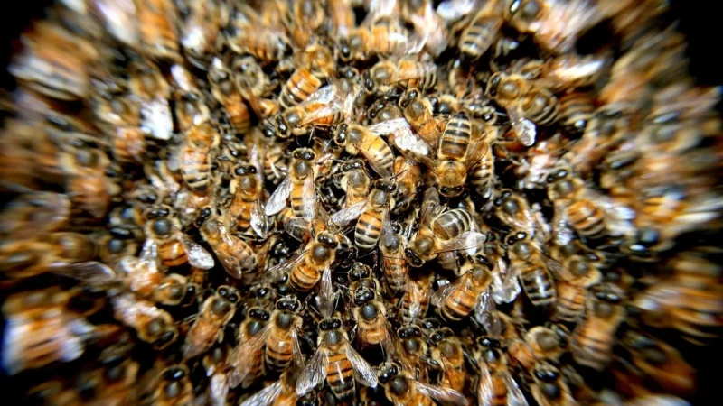 Pasieka Dębowa Miód kremowany z żurawiną 400g