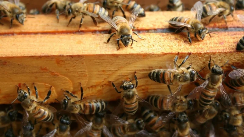 Pasieka Dębowa Miód Z Czekoladą I Pomarańczą 400G
