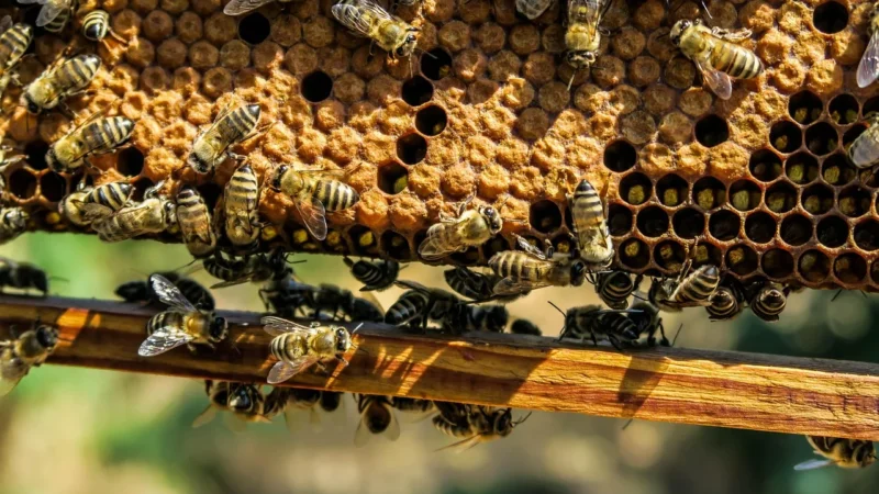 Pasieka Sienkiewicz Miód Akacjowy Z Warmii 700g Delikatny I Pyszny