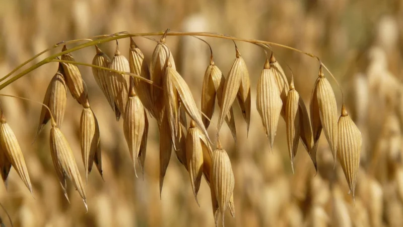 Pięć Przemian Kasza Owsiana Bezglutenowa 500G