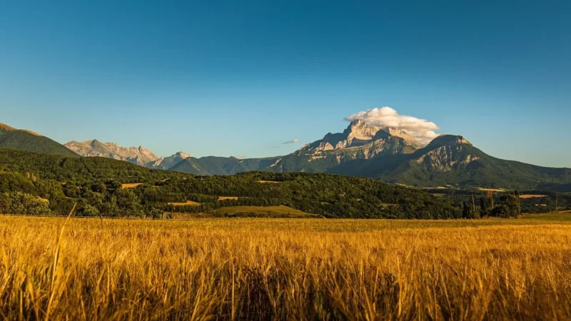Pięć Przemian Kasza Sorgo BIO 500g