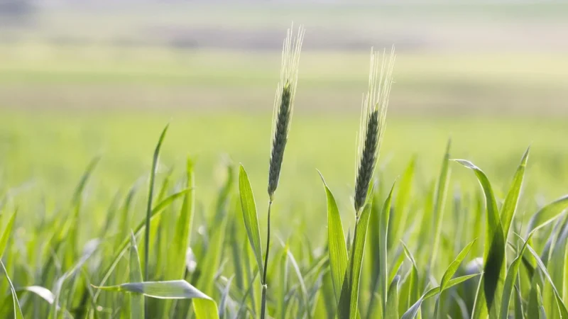 Podlaskie Mąki Ekologiczne Mąka Żytnia Razowa Typ 2000 Bio 1Kg