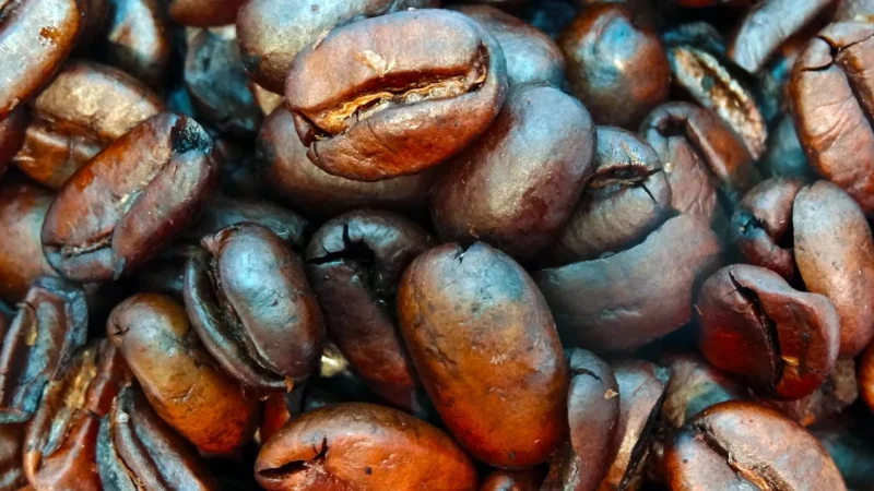 Progressive Kawa ziarnista Kopi Luwak Wild sumatra 50g