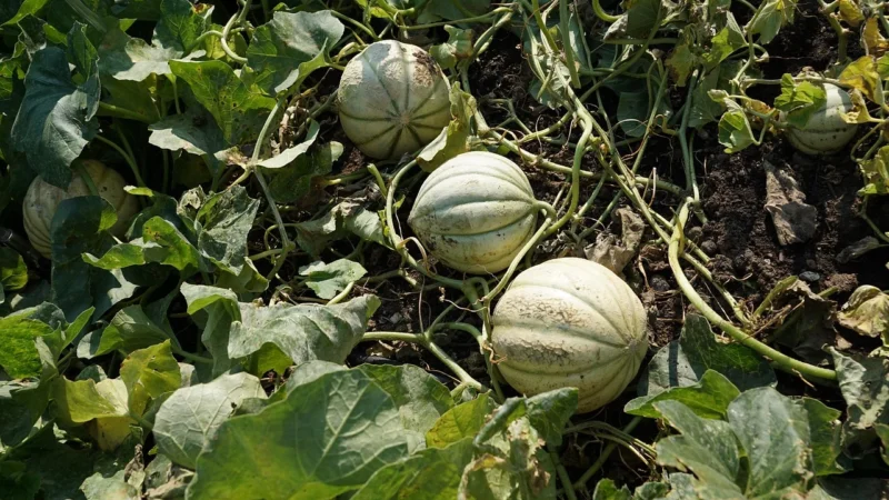 Pucer Miód Spadziowy Ze Spadzi Iglastej 400G