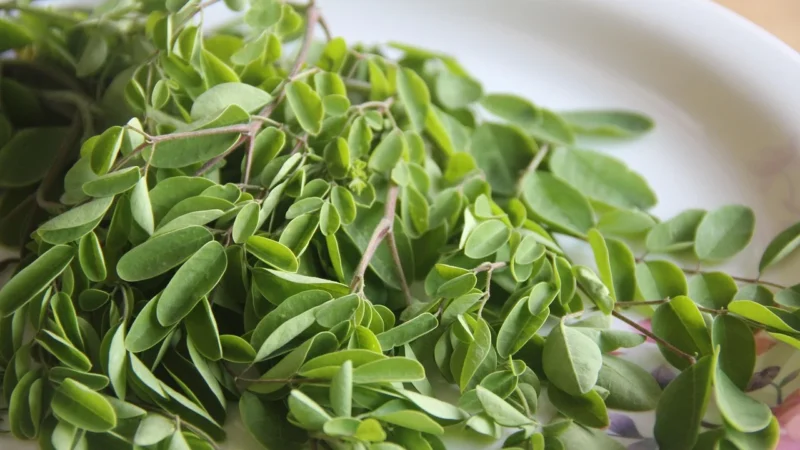 Rafex Moringa hibiscus goji 1kg