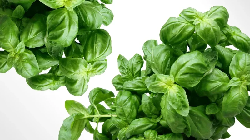 Rafex Posypka smakowita do wszystkiego 1kg